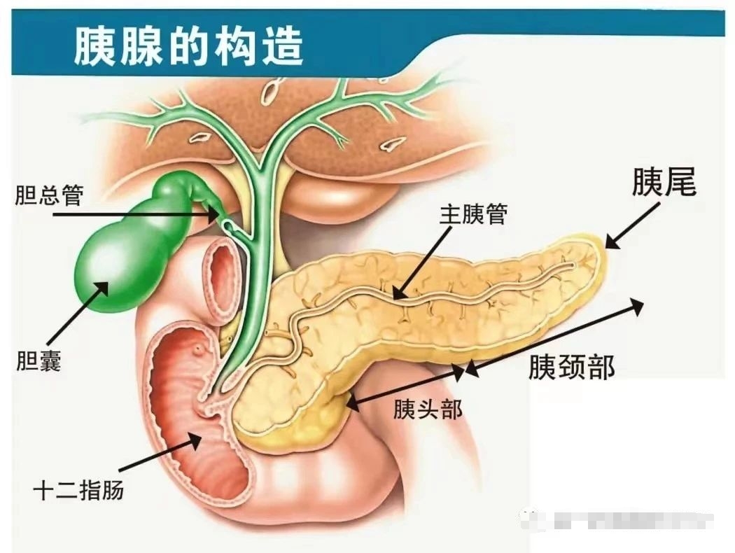 胰腺构造.jpg